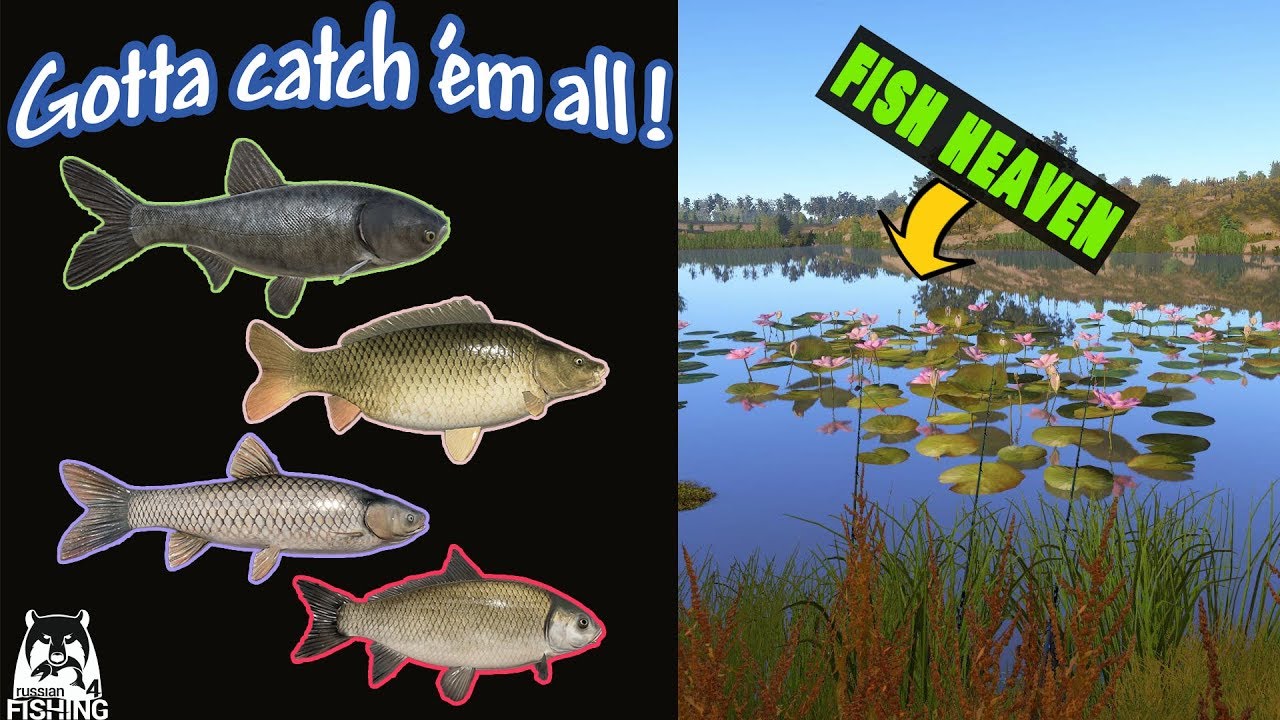 All Carp Species in One Spot | Aktuba [Russian Fishing 4]