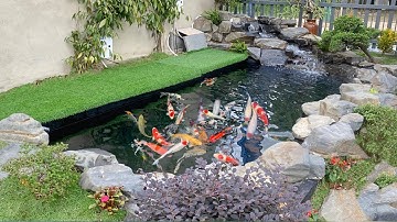 Xây Mới Hồ Cá Koi 13 Khối. Lọc 4 Ngăn. 3 Hút Đáy. 2 Hút Mặt. 1Hút Lửng. Hồ Anh Kiên Tại Lâm Đồng