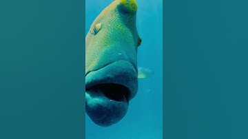 Diver