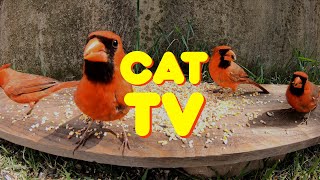 Best Cat TV - 30 MIN of Birds in Nature - Videos for Cats to Watch (HD)