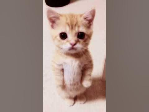 Im falling in love with dudul the cat😫🥺 - YouTube