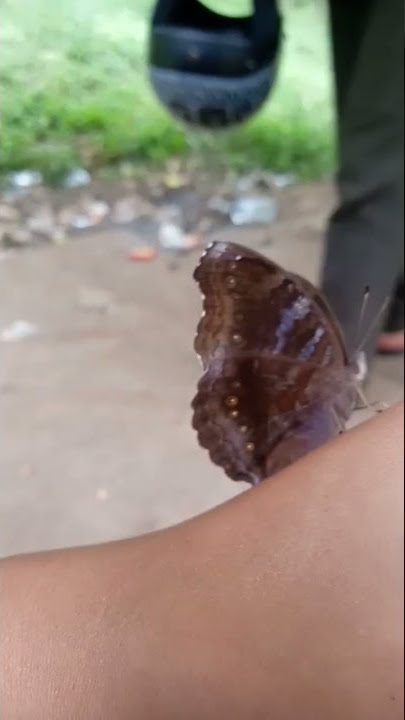 Kupu Kupu Beracun