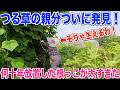 【つる草】親分をついに発見したので根っこを根絶?パート1これでつる草は消滅するのか?草刈りでは無くならないつる草の根にラウンドアップをぶち込む お米作り奮闘記#733