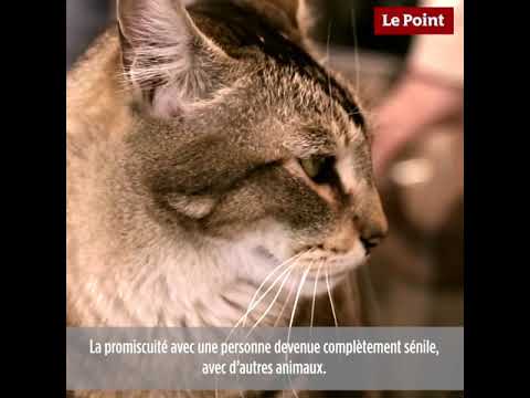 Vidéo: Dépression Chez Les Chats, Symptômes Et Traitement - Troubles De L'humeur Chez Le Chat