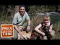 Wer ist der oberste Dingo? (Doku) | Reportage für Kinder | Paula und die wilden Tiere