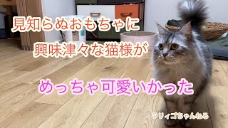 見知らぬおもちゃに興味津々な猫様が可愛いかった🐱 by ラリィゴ 162 views 1 month ago 3 minutes, 38 seconds