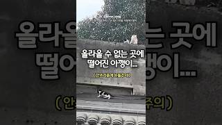 올라올 수 없는 곳에 떨어져버린 아깽이...