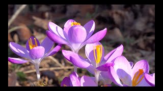 Jessie's Fund - Spring - interactive music session