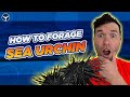 How to Forage and Open Sea Urchin (UNI CATCH &amp; COOK)