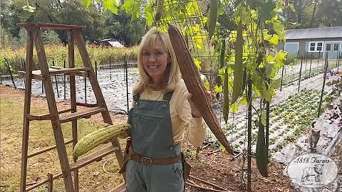 Cultive suas próprias esponjas de luffa em casa - Guia prático!