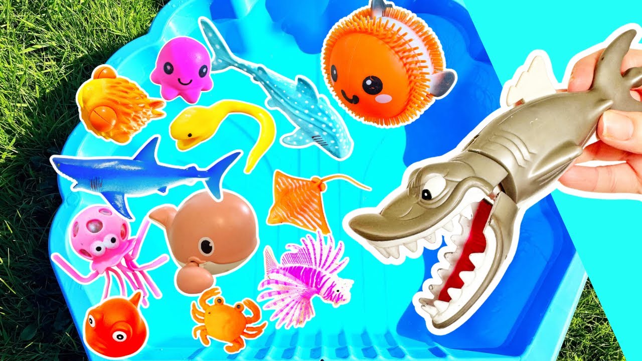 Kids Learn | Sea Animal Names & Facts for Babies Toddlers: Clownfish ...