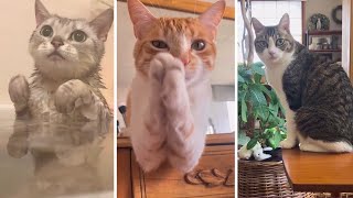 Ultimate Funny CATS Compilation 🐱 Funny, Adorable, and Purr-fect Cats! 🐱 by The Cat's Pajamas 42 views 5 months ago 11 minutes, 20 seconds