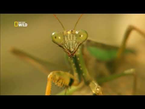 Savaşçı Böcekler Hızlı Hayvanlar Türkçe Belgesel