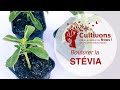 Iv le bouturage de la stvia cultivonsnous  4