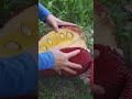 #Red Jackfruit #Sweet jackfruit #yummy #delicious #shortvideo