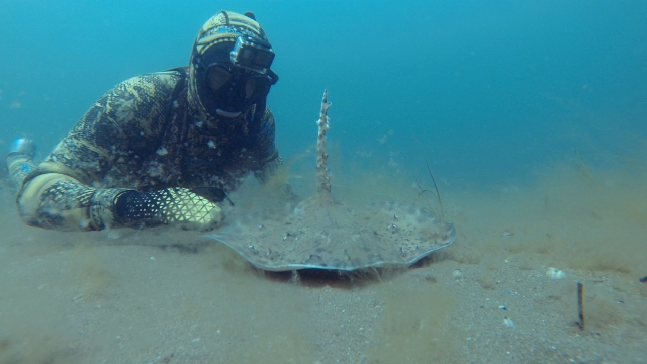 ПОДВОДНЫЙ МИР ЧЕРНОГО МОРЯ  / 4