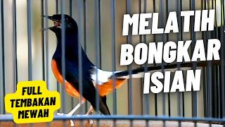 MURAI BATU GACOR FULL ISIAN TEMBAKAN KASAR MEWAH SANGAT AMPUH MELATIH MURAI BATU BONGKAR ISIAN