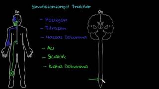 Somatosensoriyel Traktlar (Sağlık ve Tıp) (Sinir Sistemi Fizyolojisi) (Psikoloji / Davranış)