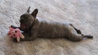 French Bulldog Spins and Zoomies