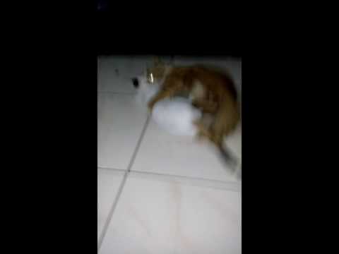 Kocak kucing anggora kampung yang baru tumbuh dewasa