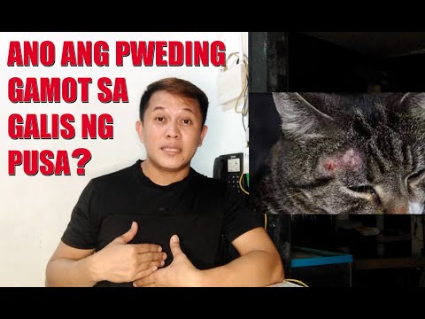 Video: Kaliskis Ng Balat Sa Mga Pusa