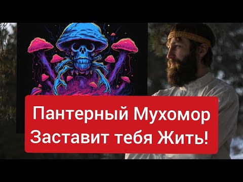 Сила пантерного🍄мухомора: как преодолеть свой страх перед смертью? Мы все когда-нибудь умрём.