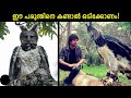 Dangerous and smartest birds in the world malayalam  storify