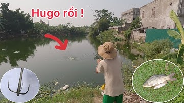 Câu ba têu ao hoang Hưng hugo