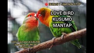 Masteran Love Bird KUSUMO suara mantap nggacor satu jam NON STOP