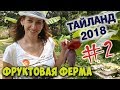 Тайланд 2018/Фруктовая ферма