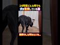 24時間どんな時でも犬を監視している猫。朝帰りした時みたいな…. #面白い #犬 #猫 #funny #dog #cat #shorts