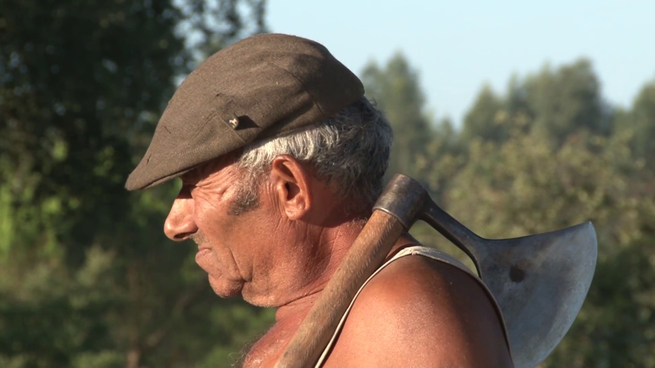 O CANTAR DA CORTIÇA