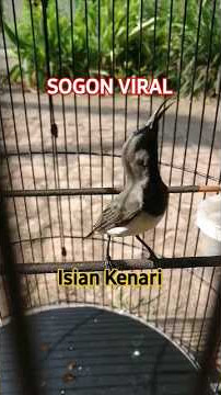 🔴Sogon Viral Salah Pergaulan‼️ Full Kenari ‼️ #sogon #sogokotong #birds