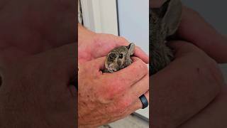 Rescuing A Baby Bunny: Humans Vs. Wildlife Conflict  Part 1 #shorts #animals