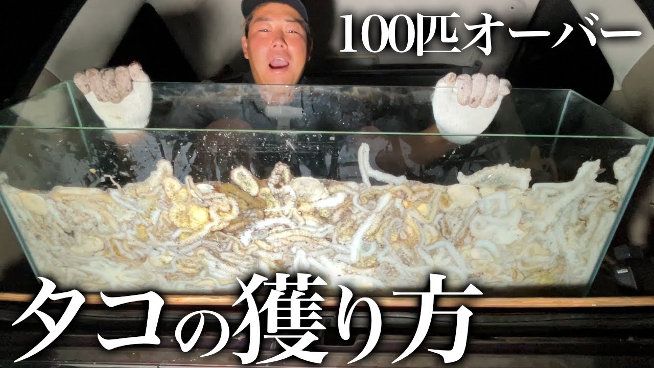 プロ直伝の秘密ポイントでシガヤーダコを大量捕獲せよ！ - YouTube
