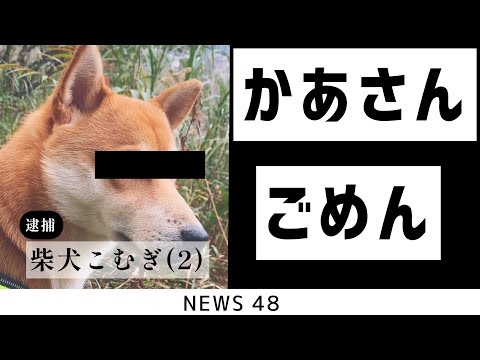 【柴犬】衝撃の緊急逮捕　【NEWS４８】