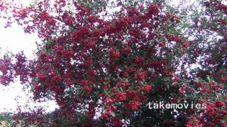 マンリョウ（万両）  :「チャネル登録」を宜しく