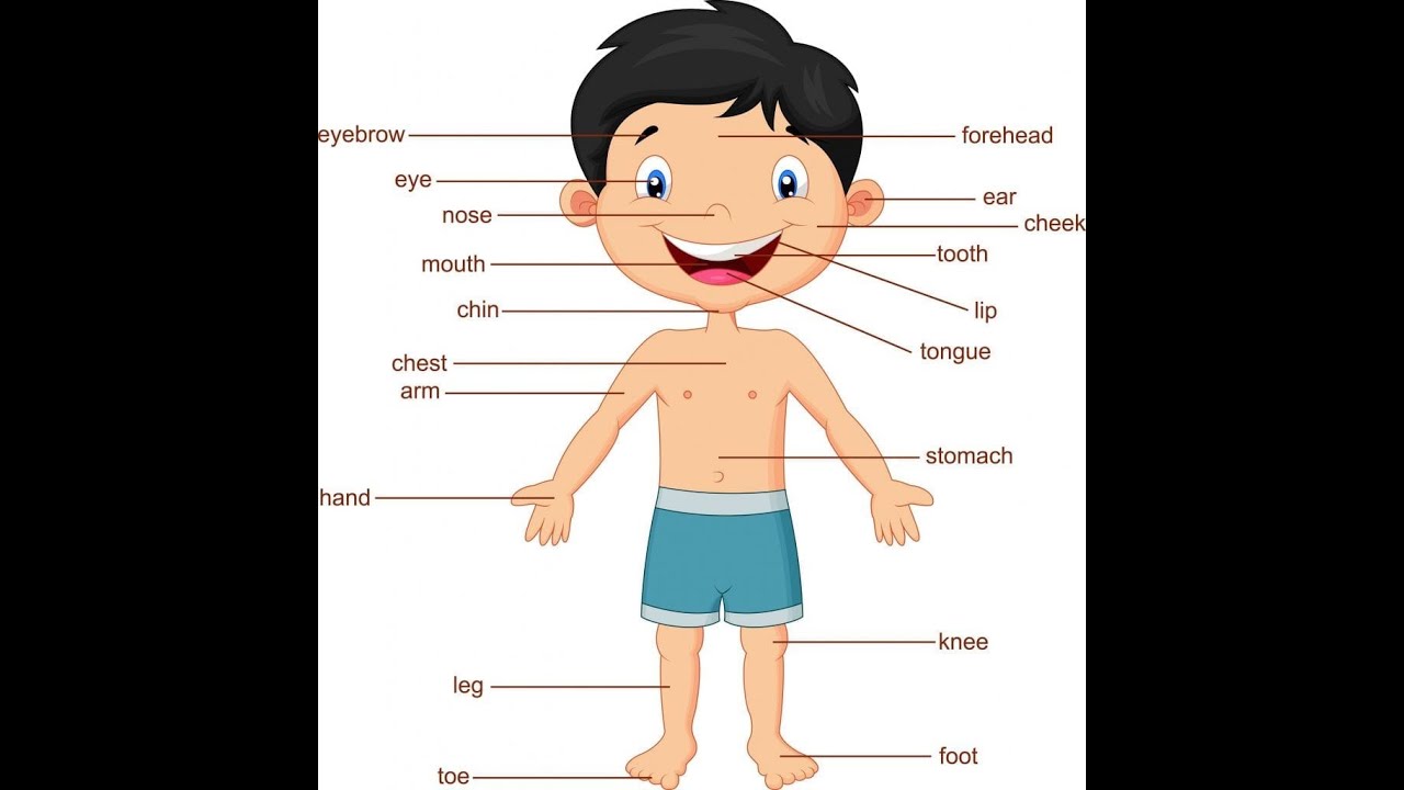 Partes Del Cuerpo En InglÉs Body Parts Nivel Inicial Youtube