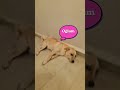 Aşk Acısı Çeken Köpek | Lucky Aşık Olmuş 🐶💔 #doglove