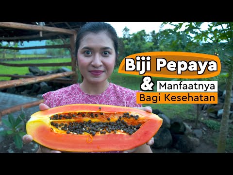 Video: Masalah Redaman Pepaya – Alasan Redaman Bibit Pepaya