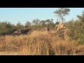 Lions vs Buffalo Herd