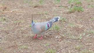 Crested Pigeons