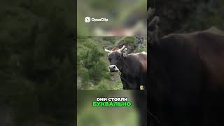 Неприятности на дороге  коровы, лошади и плохие дороги 1