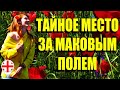 Грузия. Тайное место за маковым полем