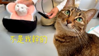 [CC SUB] The disabled cat was injured and bleeding profusely，suspect cats all refused to admit by 西樹 Xishu&Cats 7,425 views 2 months ago 8 minutes, 21 seconds