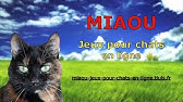 Souris Grosses Miaou Jeux Pour Chats En Ligne Youtube
