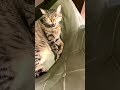 If my cat doesn't greet me at the door when I get home from work, the reason is obvious.