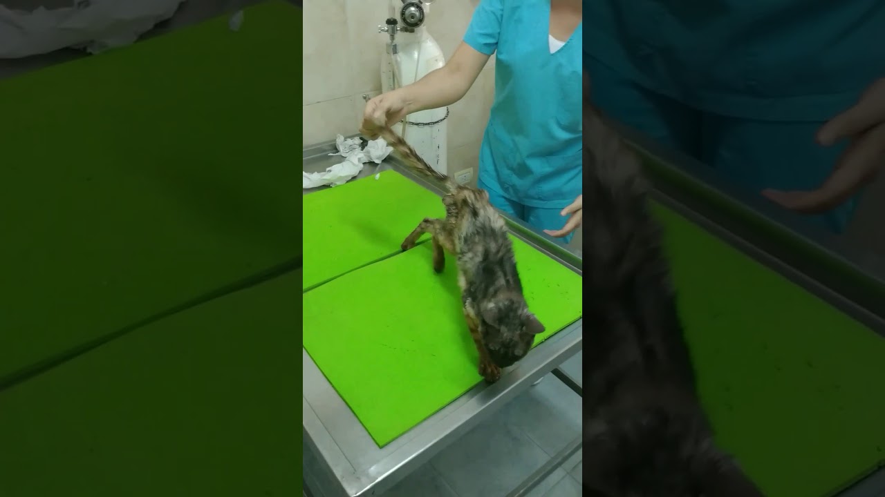 MARCHA MEDULAR - CORNETITA