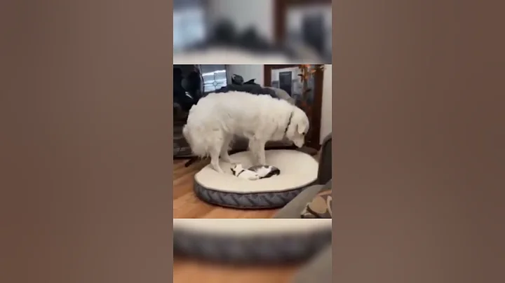 Watch the video about അയ്യേ എന്നെ ഇനി എന്തിന് കൊള്ളാം 😫 | Malayalam comedy fun dub #shorts #youtubeshorts