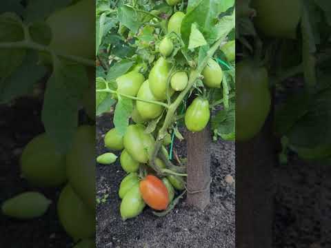 Video: Tomato Supermodel: Sortenbeschreibung, Eigenschaften, Bewertungen